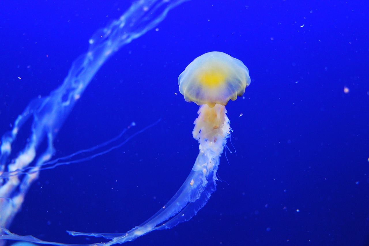 The Role of the ROVs in Underwater Recovery Operations